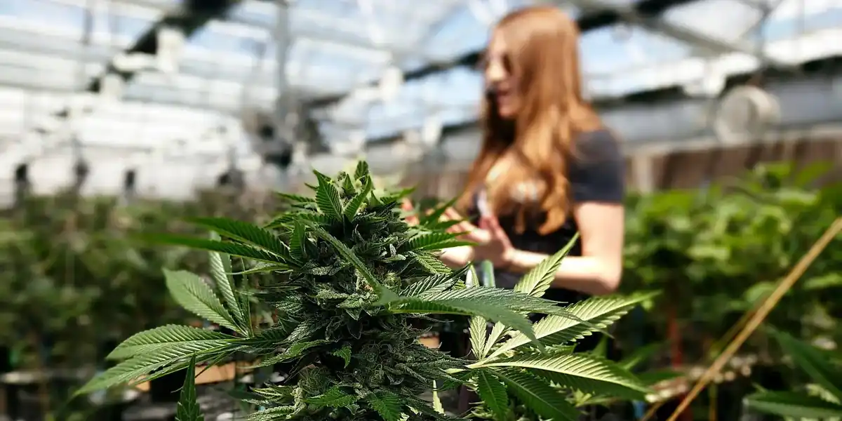 Guide in a cannabis greenhouse