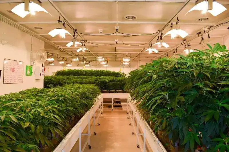 Cannabis plants in a cultivation room