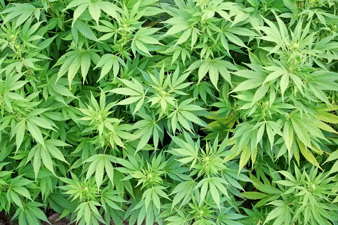 Close-up of cannabis leaves