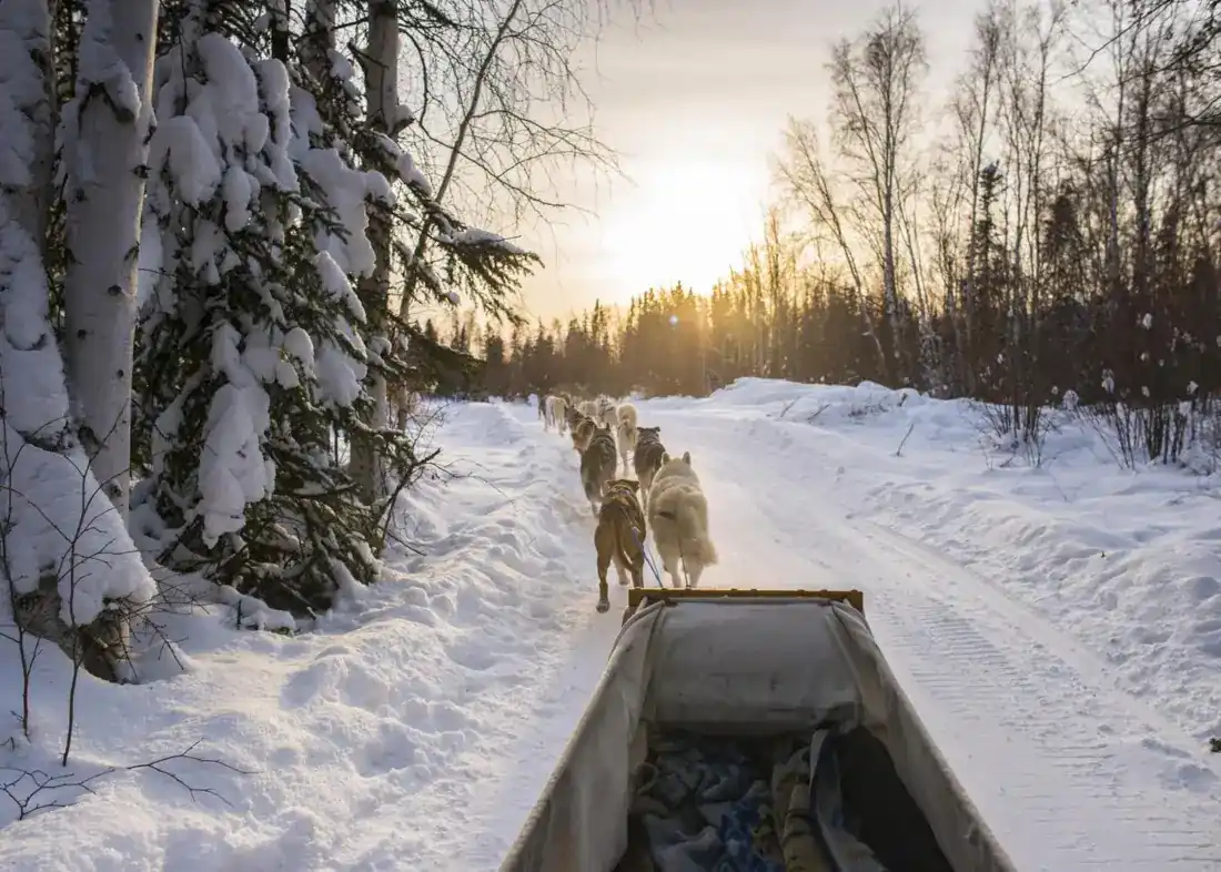 Dog sled team on a snowy trail