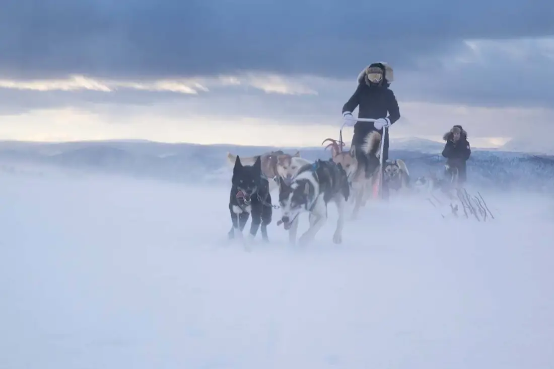 Sled dogs racing through a snowy valley